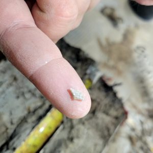 Dr. Leslie holds the quartzite flake found in the core sample.