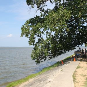 Archaeologists screen artifacts under tree by riverbank