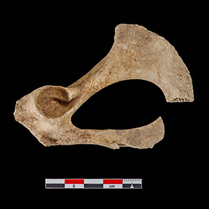 Beaver innominate bone