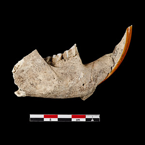 Beaver mandible bone