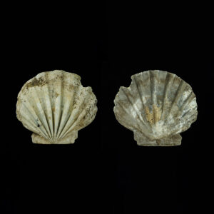 Chesapecten jeffersonius