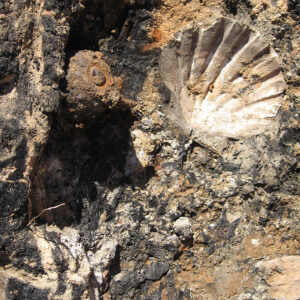 Chesapecten jeffersonius on the floor of Drummond's House