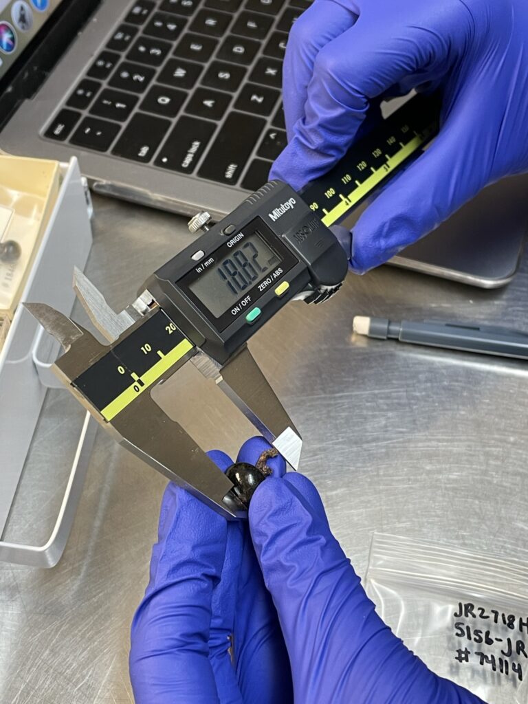 A close-up of a person measuring a small button using a precise measuring tool. The person is wearing blue gloves.