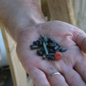 Hand holding an assortment of beads