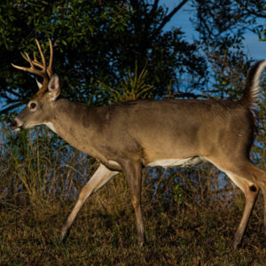 Deer walking by a row of trees