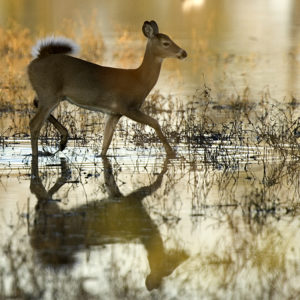 deer walking through a puddle