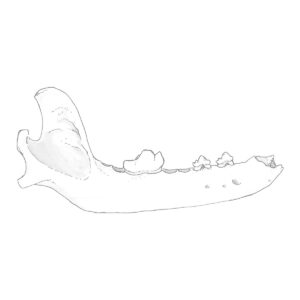 Dog jaw bone