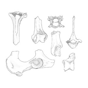 Dog bones