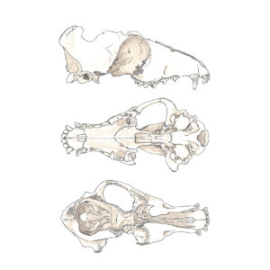 Dog skull from three perspectives