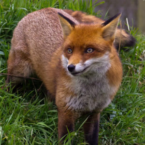 Red fox standing in grass