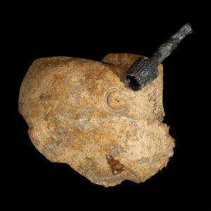 Surgically-Marked Skull Fragment