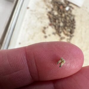 Curatorial Intern Lindsay Bliss holds a rodent molar she found while picking through material from the John Smith Well.