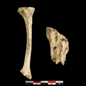 Otter Tibia and Sacrum