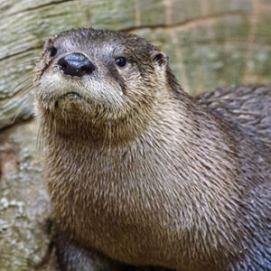 Otter