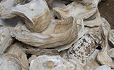 oyster shells