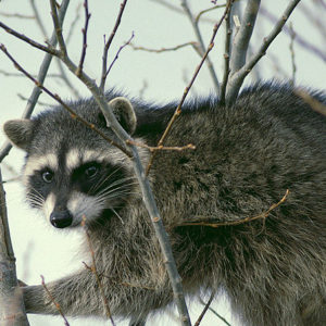 Raccoon in a tree