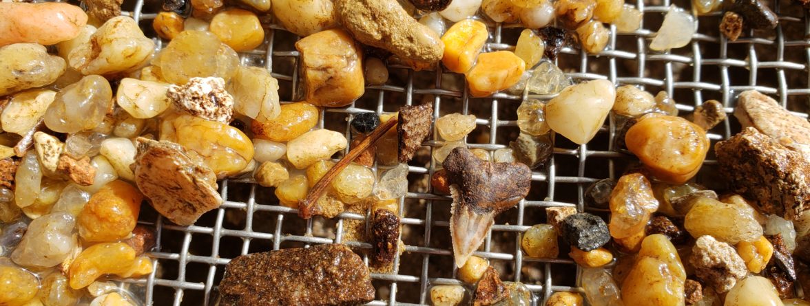 Rocks and small artifacts including shark tooth laying in screen