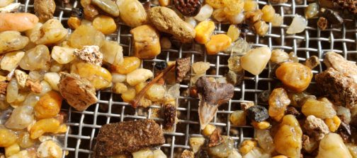 Rocks and small artifacts including shark tooth laying in screen