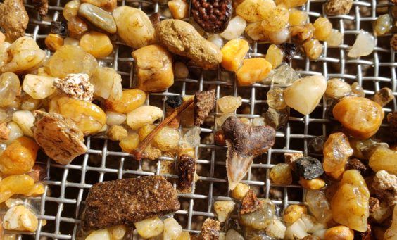 Rocks and small artifacts including shark tooth laying in screen