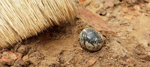 Round artifact in situ