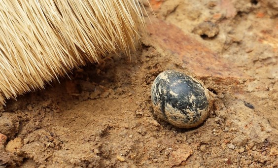 Round artifact in situ