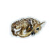 White-Tailed Deer Sticker