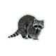 Raccoon Sticker