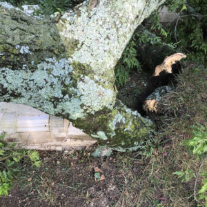 Large broken tree limb